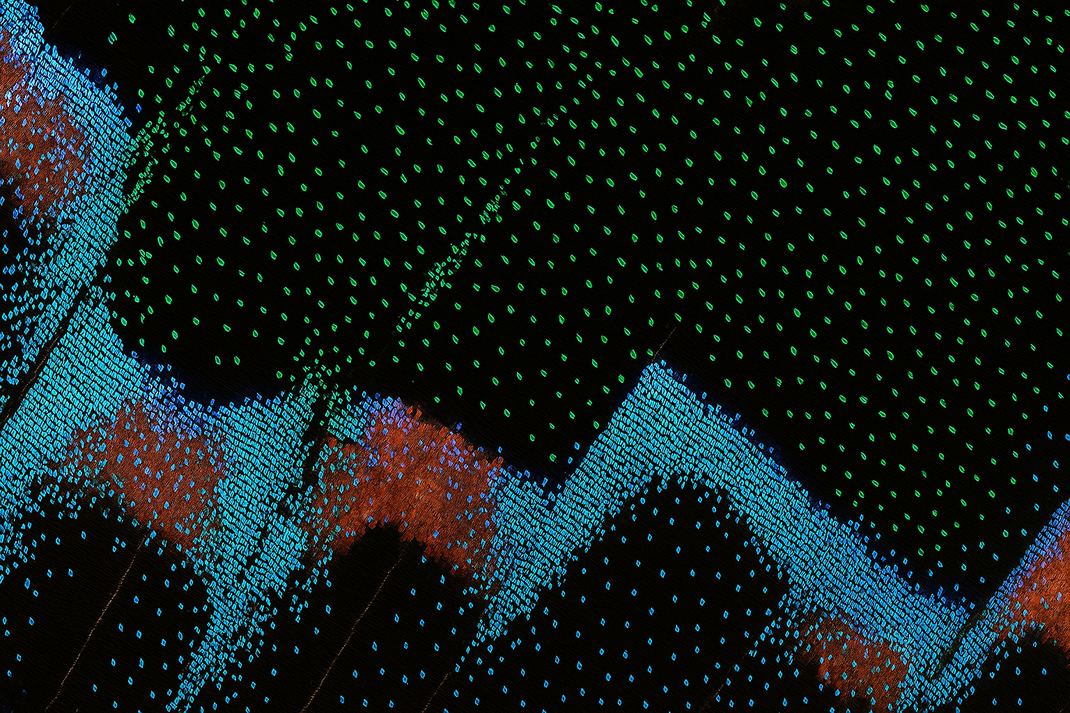 Sfondo Extended Butterfly